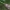  Pilkrudis pelėdgalvis - Polia bombycina | Fotografijos autorius : Gintautas Steiblys | © Macrogamta.lt | Šis tinklapis priklauso bendruomenei kuri domisi makro fotografija ir fotografuoja gyvąjį makro pasaulį.