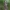  Pilkrudis pelėdgalvis - Polia bombycina | Fotografijos autorius : Gintautas Steiblys | © Macrogamta.lt | Šis tinklapis priklauso bendruomenei kuri domisi makro fotografija ir fotografuoja gyvąjį makro pasaulį.