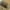 Pelkinė kūdrinukė - Stagnicola palustris | Fotografijos autorius : Kazimieras Martinaitis | © Macrogamta.lt | Šis tinklapis priklauso bendruomenei kuri domisi makro fotografija ir fotografuoja gyvąjį makro pasaulį.