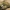 Pelkinė kūdrinukė - Stagnicola palustris | Fotografijos autorius : Kazimieras Martinaitis | © Macrogamta.lt | Šis tinklapis priklauso bendruomenei kuri domisi makro fotografija ir fotografuoja gyvąjį makro pasaulį.