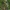 Pelkinė liūnsargė - Scheuchzeria palustris | Fotografijos autorius : Nomeda Vėlavičienė | © Macrogamta.lt | Šis tinklapis priklauso bendruomenei kuri domisi makro fotografija ir fotografuoja gyvąjį makro pasaulį.