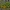 Pelkinė puriena - Caltha palustris | Fotografijos autorius : Kęstutis Obelevičius | © Macrogamta.lt | Šis tinklapis priklauso bendruomenei kuri domisi makro fotografija ir fotografuoja gyvąjį makro pasaulį.