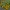 Pelkinė puriena - Caltha palustris | Fotografijos autorius : Kęstutis Obelevičius | © Macrogamta.lt | Šis tinklapis priklauso bendruomenei kuri domisi makro fotografija ir fotografuoja gyvąjį makro pasaulį.