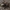 Pelkinis žvilgžygis - Notiophilus palustris | Fotografijos autorius : Žilvinas Pūtys | © Macrogamta.lt | Šis tinklapis priklauso bendruomenei kuri domisi makro fotografija ir fotografuoja gyvąjį makro pasaulį.