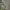 Pelyninė kukulija - Cucullia absinthii, vikšras | Fotografijos autorius : Agnė Našlėnienė | © Macrogamta.lt | Šis tinklapis priklauso bendruomenei kuri domisi makro fotografija ir fotografuoja gyvąjį makro pasaulį.