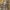 Pelyninė kukulija - Cucullia absinthii | Fotografijos autorius : Žilvinas Pūtys | © Macrogamta.lt | Šis tinklapis priklauso bendruomenei kuri domisi makro fotografija ir fotografuoja gyvąjį makro pasaulį.
