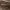 Persijos uolinis gekonas - Pristurus rupestris | Fotografijos autorius : Žilvinas Pūtys | © Macrogamta.lt | Šis tinklapis priklauso bendruomenei kuri domisi makro fotografija ir fotografuoja gyvąjį makro pasaulį.