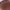 Alksninė kempinė - Phellinus alni | Fotografijos autorius : Vitalij Drozdov | © Macrogamta.lt | Šis tinklapis priklauso bendruomenei kuri domisi makro fotografija ir fotografuoja gyvąjį makro pasaulį.