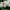 Švelniaspalvė skujagalvė - Pholiota lenta | Fotografijos autorius : Vitalij Drozdov | © Macrogamta.lt | Šis tinklapis priklauso bendruomenei kuri domisi makro fotografija ir fotografuoja gyvąjį makro pasaulį.