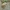 Kopinė trapiabudė - Psathyrella ammophila | Fotografijos autorius : Gintautas Steiblys | © Macrogamta.lt | Šis tinklapis priklauso bendruomenei kuri domisi makro fotografija ir fotografuoja gyvąjį makro pasaulį.