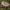 Piengrybis paberžis - Lactarius torminosus | Fotografijos autorius : Žilvinas Pūtys | © Macrogamta.lt | Šis tinklapis priklauso bendruomenei kuri domisi makro fotografija ir fotografuoja gyvąjį makro pasaulį.