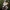 Piengrybis paliepis - Lactifluus vellereus | Fotografijos autorius : Vitalij Drozdov | © Macrogamta.lt | Šis tinklapis priklauso bendruomenei kuri domisi makro fotografija ir fotografuoja gyvąjį makro pasaulį.
