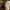 Piengrybis paliepis - Lactifluus vellereus | Fotografijos autorius : Vitalij Drozdov | © Macrogamta.lt | Šis tinklapis priklauso bendruomenei kuri domisi makro fotografija ir fotografuoja gyvąjį makro pasaulį.
