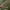 Pieninė kukulija - Cuculia lucifuga | Fotografijos autorius : Gintautas Steiblys | © Macrogamta.lt | Šis tinklapis priklauso bendruomenei kuri domisi makro fotografija ir fotografuoja gyvąjį makro pasaulį.