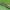 Pieninės kukulijos - Cucullia lucifuga jaunas vikšras | Fotografijos autorius : Gintautas Steiblys | © Macrogamta.lt | Šis tinklapis priklauso bendruomenei kuri domisi makro fotografija ir fotografuoja gyvąjį makro pasaulį.