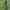 Pieninės kukulijos - Cucullia lucifuga jaunas vikšras | Fotografijos autorius : Gintautas Steiblys | © Macrogamta.lt | Šis tinklapis priklauso bendruomenei kuri domisi makro fotografija ir fotografuoja gyvąjį makro pasaulį.