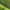 Pieninės kukulijos - Cucullia lucifuga vikšras | Fotografijos autorius : Gintautas Steiblys | © Macrogamta.lt | Šis tinklapis priklauso bendruomenei kuri domisi makro fotografija ir fotografuoja gyvąjį makro pasaulį.