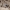 Pietinė skėtė - Orthetrum brunneum ♂ | Fotografijos autorius : Aistė Matijošaitytė | © Macrogamta.lt | Šis tinklapis priklauso bendruomenei kuri domisi makro fotografija ir fotografuoja gyvąjį makro pasaulį.