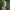 Pietinis kupriukas - Ptilodon cucullina | Fotografijos autorius : Žilvinas Pūtys | © Macrogamta.lt | Šis tinklapis priklauso bendruomenei kuri domisi makro fotografija ir fotografuoja gyvąjį makro pasaulį.