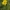 Pievinis pūtelis - Tragopogon pratensis | Fotografijos autorius : Gintautas Steiblys | © Macrogamta.lt | Šis tinklapis priklauso bendruomenei kuri domisi makro fotografija ir fotografuoja gyvąjį makro pasaulį.