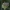Pievinis pelėdgalvis - Cerapteryx graminis | Fotografijos autorius : Žilvinas Pūtys | © Macrogamta.lt | Šis tinklapis priklauso bendruomenei kuri domisi makro fotografija ir fotografuoja gyvąjį makro pasaulį.