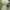 Ilgasis kukurdvelkis - Lycoperdon excipuliforme | Fotografijos autorius : Gintautas Steiblys | © Macrogamta.lt | Šis tinklapis priklauso bendruomenei kuri domisi makro fotografija ir fotografuoja gyvąjį makro pasaulį.