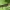 Pievinis sfinksas - Deilephila elpenor | Fotografijos autorius : Vidas Brazauskas | © Macrogamta.lt | Šis tinklapis priklauso bendruomenei kuri domisi makro fotografija ir fotografuoja gyvąjį makro pasaulį.
