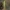 Pievinis smailiagalvis - Conocephalus fuscus | Fotografijos autorius : Gintautas Steiblys | © Macrogamta.lt | Šis tinklapis priklauso bendruomenei kuri domisi makro fotografija ir fotografuoja gyvąjį makro pasaulį.