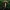 Piktoji skujagalvė - Pholiota lucifera | Fotografijos autorius : Vitalij Drozdov | © Macrogamta.lt | Šis tinklapis priklauso bendruomenei kuri domisi makro fotografija ir fotografuoja gyvąjį makro pasaulį.