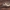 Miškinis tūnoklis - Nuctenea silvicultrix ♀ | Fotografijos autorius : Žilvinas Pūtys | © Macrogamta.lt | Šis tinklapis priklauso bendruomenei kuri domisi makro fotografija ir fotografuoja gyvąjį makro pasaulį.