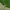 Pilkšvasis žaliasprindis - Hemithea aestivaria | Fotografijos autorius : Vidas Brazauskas | © Macrogamta.lt | Šis tinklapis priklauso bendruomenei kuri domisi makro fotografija ir fotografuoja gyvąjį makro pasaulį.