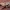Žievinis margašokis - Marpissa muscosa ♀ | Fotografijos autorius : Žilvinas Pūtys | © Macrogamta.lt | Šis tinklapis priklauso bendruomenei kuri domisi makro fotografija ir fotografuoja gyvąjį makro pasaulį.