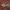 Žievinis margašokis - Marpissa muscosa ♀ | Fotografijos autorius : Žilvinas Pūtys | © Macrogamta.lt | Šis tinklapis priklauso bendruomenei kuri domisi makro fotografija ir fotografuoja gyvąjį makro pasaulį.