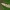 Pilkagelsvis siaurasparnis lapsukis - Aethes smeathmanniana | Fotografijos autorius : Gintautas Steiblys | © Macrogamta.lt | Šis tinklapis priklauso bendruomenei kuri domisi makro fotografija ir fotografuoja gyvąjį makro pasaulį.