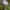 Pilkalakštė plaušabudė - Inocybe geophylla | Fotografijos autorius : Žilvinas Pūtys | © Macrogamta.lt | Šis tinklapis priklauso bendruomenei kuri domisi makro fotografija ir fotografuoja gyvąjį makro pasaulį.