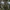 Pilkalakštė plaušabudė - Inocybe geophylla | Fotografijos autorius : Žilvinas Pūtys | © Macrogamta.lt | Šis tinklapis priklauso bendruomenei kuri domisi makro fotografija ir fotografuoja gyvąjį makro pasaulį.
