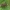 Pilkamargė žolblakė - Phytocoris dimidiatus ♀ | Fotografijos autorius : Žilvinas Pūtys | © Macrogamta.lt | Šis tinklapis priklauso bendruomenei kuri domisi makro fotografija ir fotografuoja gyvąjį makro pasaulį.