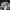 Raibasis baltikas - Tricholoma terreum | Fotografijos autorius : Ramunė Vakarė | © Macrogamta.lt | Šis tinklapis priklauso bendruomenei kuri domisi makro fotografija ir fotografuoja gyvąjį makro pasaulį.