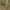 Pilkasis didysis ilgasparniukas - Xylena exsoleta, vikšras | Fotografijos autorius : Gintautas Steiblys | © Macrogamta.lt | Šis tinklapis priklauso bendruomenei kuri domisi makro fotografija ir fotografuoja gyvąjį makro pasaulį.