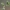 Pilkasis karklas - Salix cinerea | Fotografijos autorius : Gintautas Steiblys | © Macrogamta.lt | Šis tinklapis priklauso bendruomenei kuri domisi makro fotografija ir fotografuoja gyvąjį makro pasaulį.