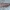 Pilkoji deprezarija - Depressaria olerella | Fotografijos autorius : Žilvinas Pūtys | © Macrogamta.lt | Šis tinklapis priklauso bendruomenei kuri domisi makro fotografija ir fotografuoja gyvąjį makro pasaulį.
