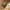 Pilkoji lavonmusė - Pollenia labialis ♂ | Fotografijos autorius : Žilvinas Pūtys | © Macrogamta.lt | Šis tinklapis priklauso bendruomenei kuri domisi makro fotografija ir fotografuoja gyvąjį makro pasaulį.
