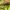 Pilkoji lavonmusė - Pollenia pediculata ♀ | Fotografijos autorius : Žilvinas Pūtys | © Macrogamta.lt | Šis tinklapis priklauso bendruomenei kuri domisi makro fotografija ir fotografuoja gyvąjį makro pasaulį.