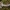 Pilkoji musmirė - Amanita excelsa ? | Fotografijos autorius : Žilvinas Pūtys | © Macrogamta.lt | Šis tinklapis priklauso bendruomenei kuri domisi makro fotografija ir fotografuoja gyvąjį makro pasaulį.