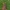 Pilkoji pyrausta - Pyrausta despicata | Fotografijos autorius : Gintautas Steiblys | © Macrogamta.lt | Šis tinklapis priklauso bendruomenei kuri domisi makro fotografija ir fotografuoja gyvąjį makro pasaulį.