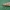 Pilkoji pyrausta - Pyrausta despicata | Fotografijos autorius : Žilvinas Pūtys | © Macrogamta.lt | Šis tinklapis priklauso bendruomenei kuri domisi makro fotografija ir fotografuoja gyvąjį makro pasaulį.
