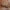 Pilkoji pyrausta - Pyrausta despicata | Fotografijos autorius : Žilvinas Pūtys | © Macrogamta.lt | Šis tinklapis priklauso bendruomenei kuri domisi makro fotografija ir fotografuoja gyvąjį makro pasaulį.