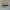 Pilkoji rupūžė - Bufo bufo | Fotografijos autorius : Gintautas Steiblys | © Macrogamta.lt | Šis tinklapis priklauso bendruomenei kuri domisi makro fotografija ir fotografuoja gyvąjį makro pasaulį.