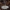 Pilkoji tauriabudė - Clitocybe nebularis | Fotografijos autorius : Žilvinas Pūtys | © Macrogamta.lt | Šis tinklapis priklauso bendruomenei kuri domisi makro fotografija ir fotografuoja gyvąjį makro pasaulį.