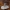 Pilkoji tauriabudė - Clitocybe nebularis | Fotografijos autorius : Žilvinas Pūtys | © Macrogamta.lt | Šis tinklapis priklauso bendruomenei kuri domisi makro fotografija ir fotografuoja gyvąjį makro pasaulį.